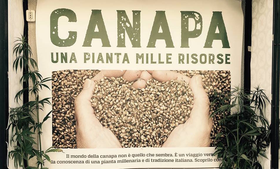 Risultati immagini per La canapa